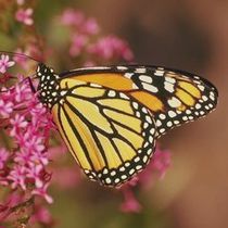 monarch.jpg